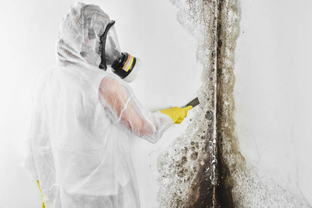 Best Best Mold Removal Companies  in Fife, WA