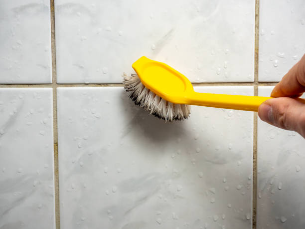 Best Toxic Mold Removal  in Fife, WA