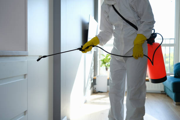 Best Attic Mold Removal  in Fife, WA