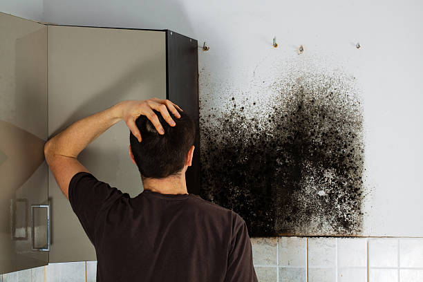 Best Same-Day Mold Removal  in Fife, WA